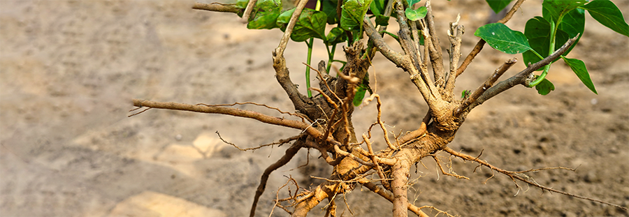 Ashwagandha-wortels