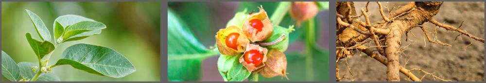 Plantdelen van ashwagandha