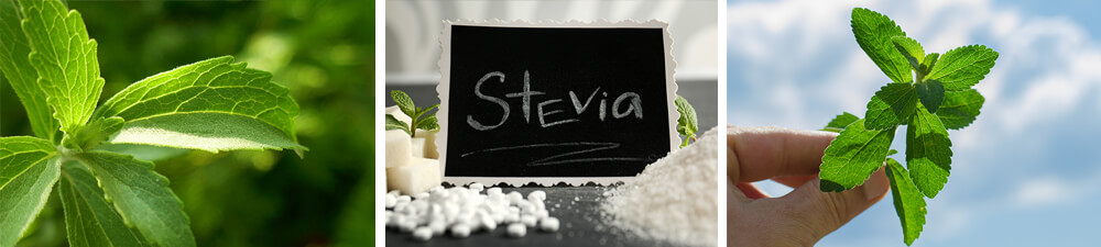 Biologische Stevia bestaat niet