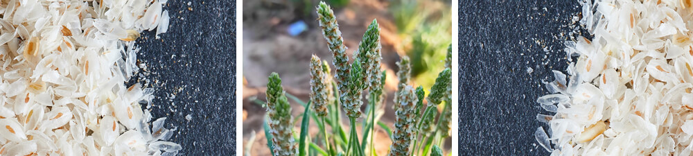 Wat is Psyllium husk?