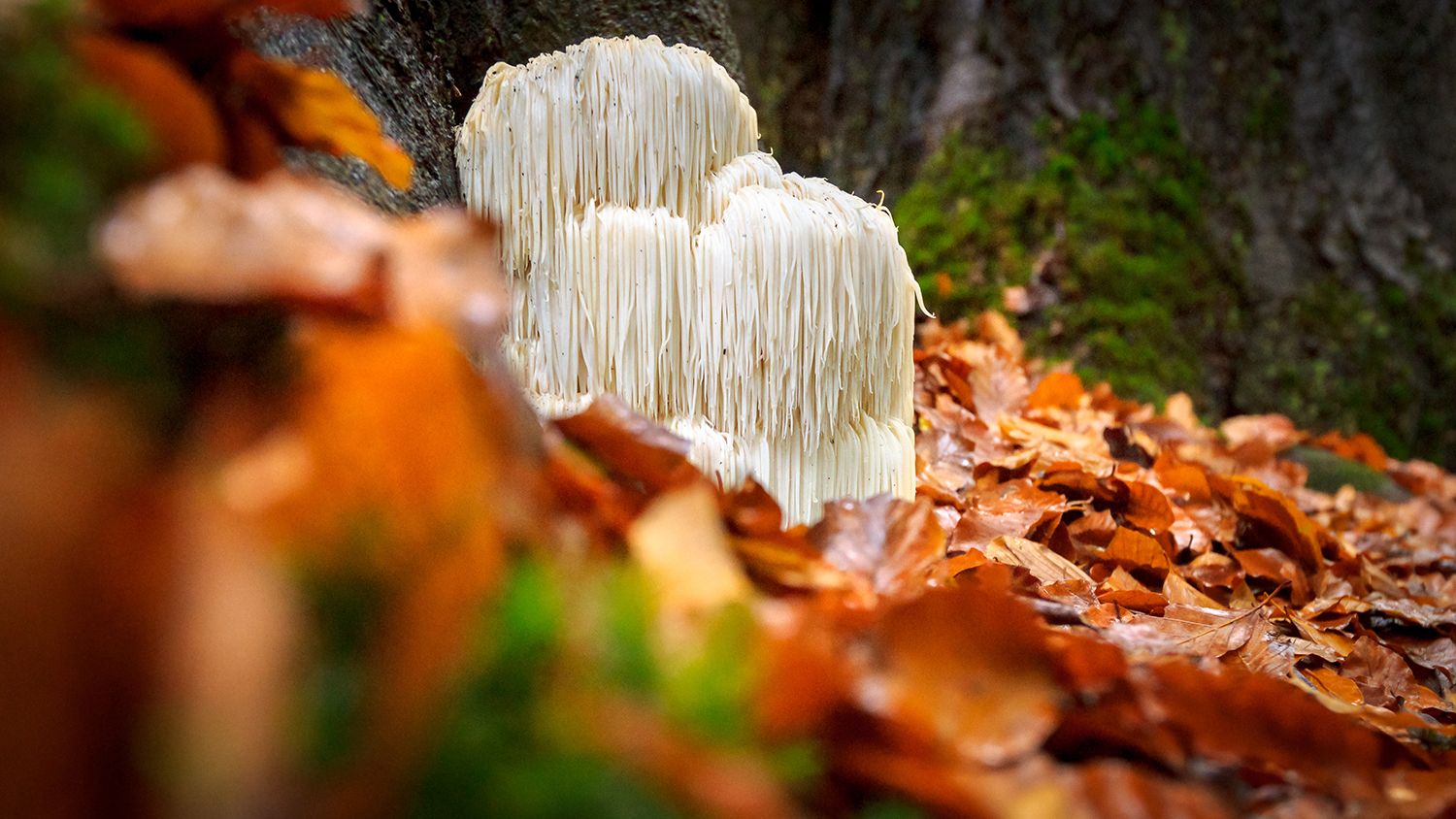 Hericium Mushroom in the wild
