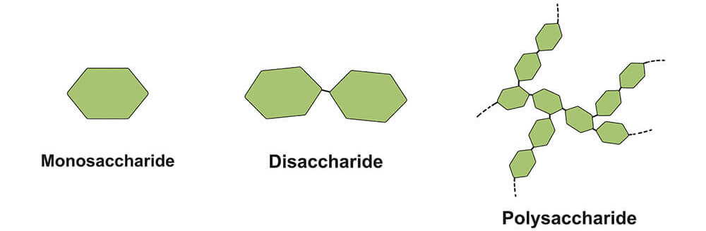 Polysaccharides are large molecules of chains of simple sugars.